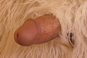 Assupskirt欧美 Porn